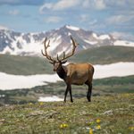 wildlife